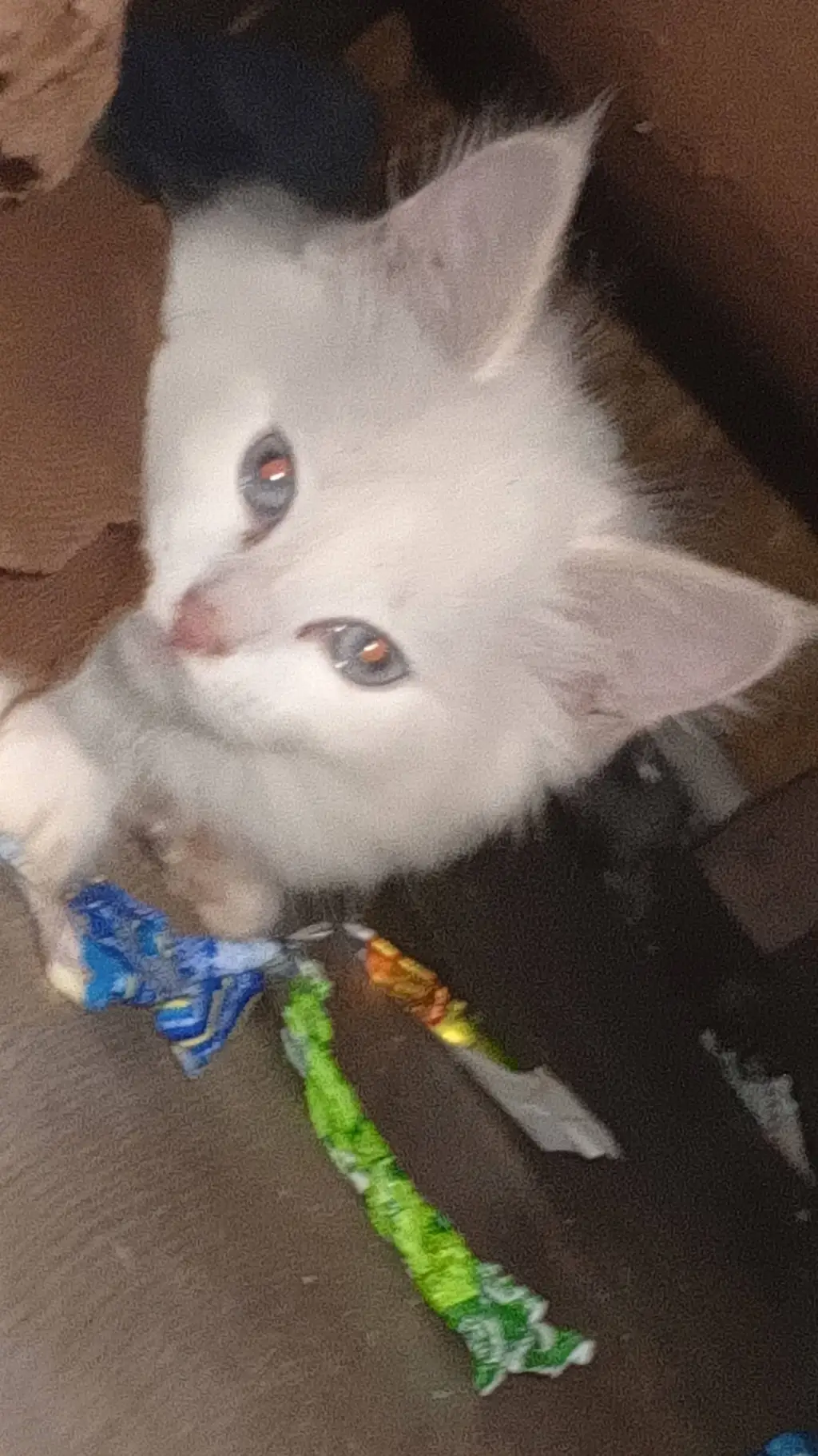 ai character: мяучка background