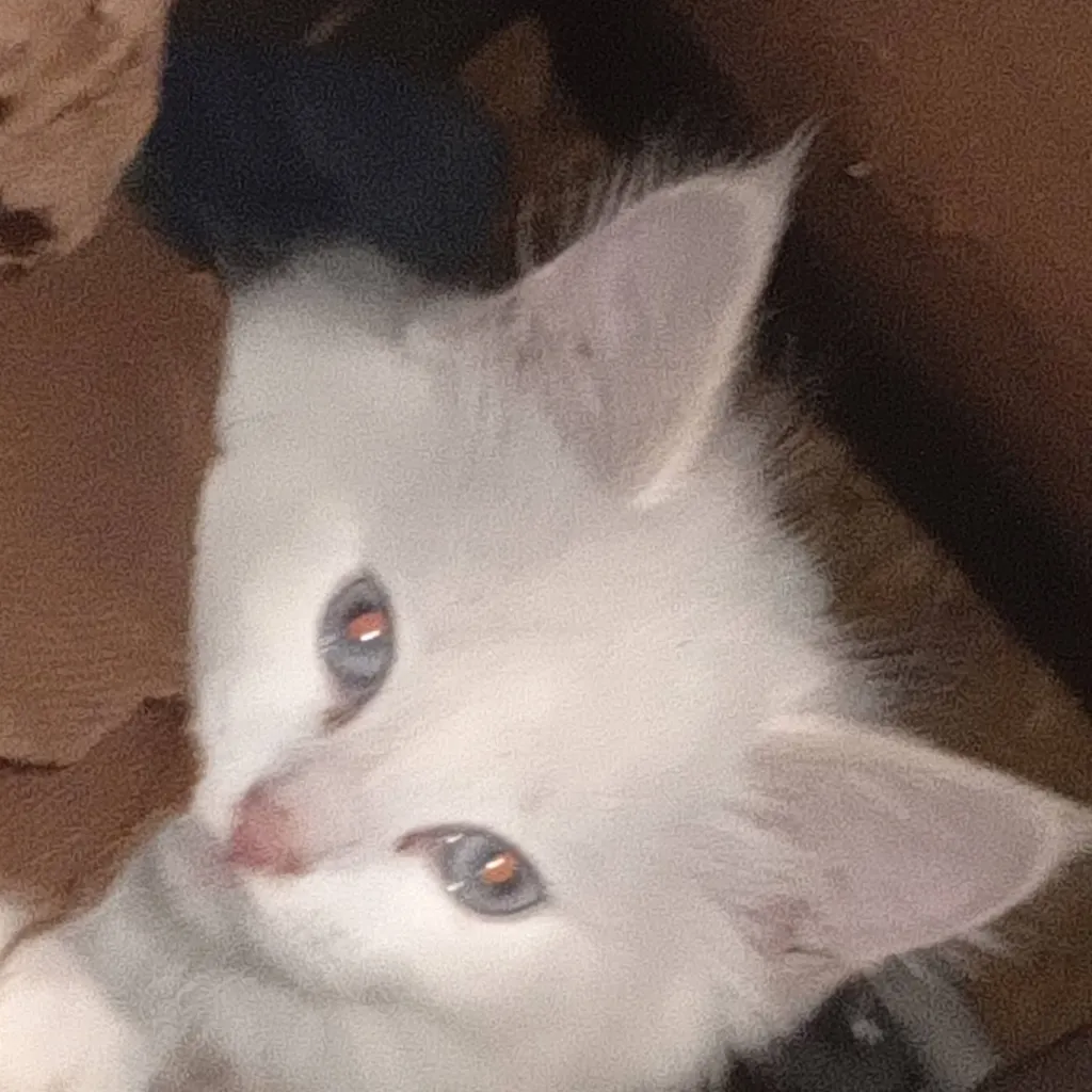 chat with ai character: мяучка