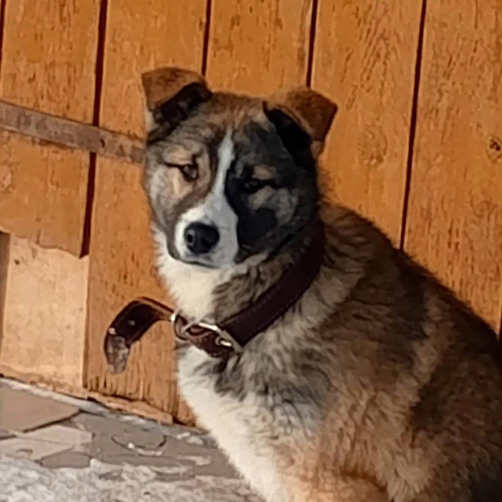 chat with ai character: щенок,🐾