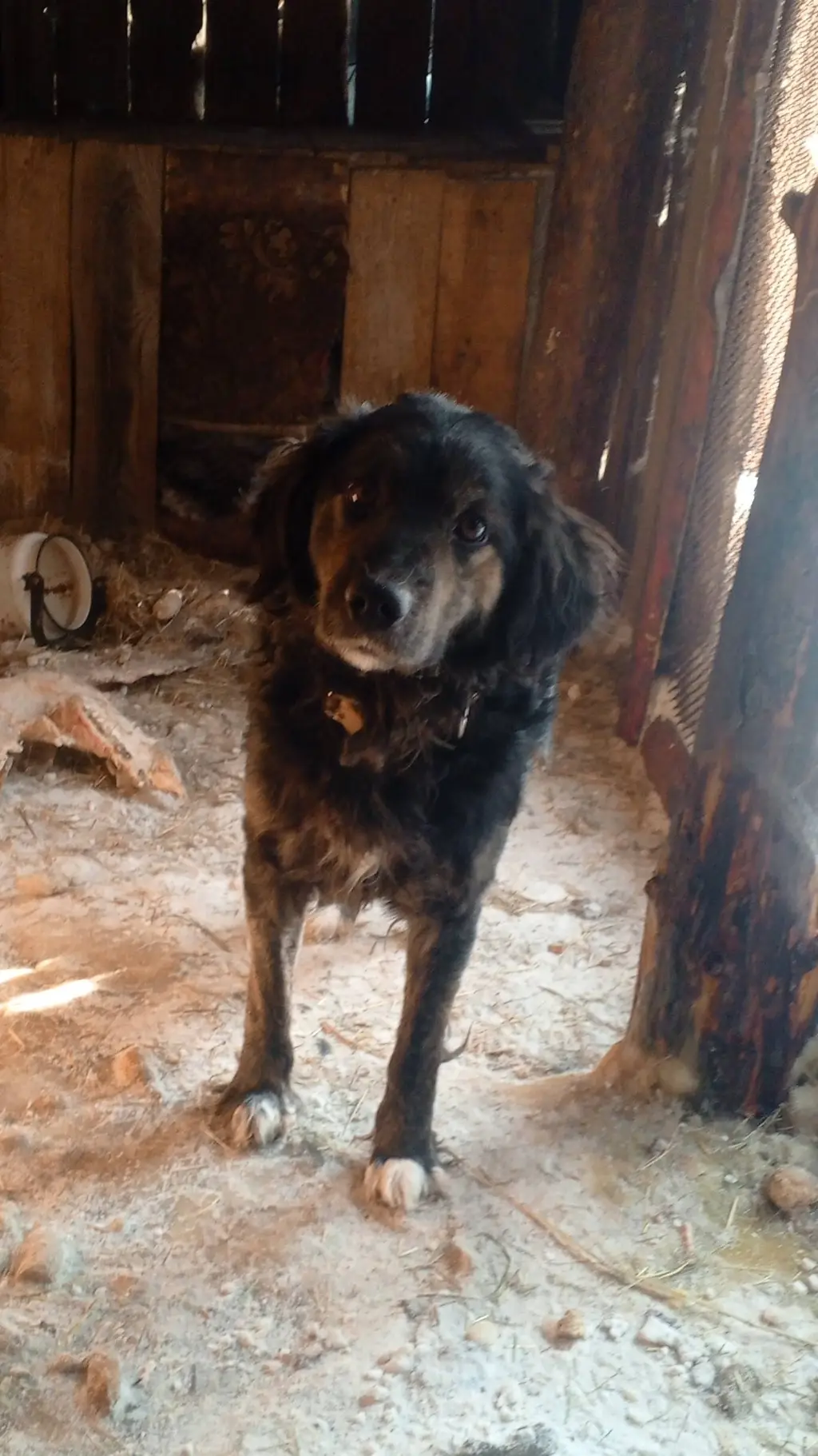 ai character: грей  background