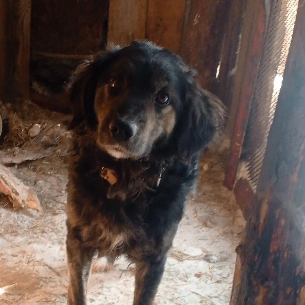 chat with ai character: грей 