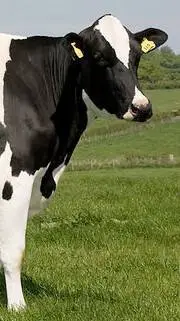 ai character: vaca (literalmente background