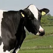 chat with ai character: vaca (literalmente