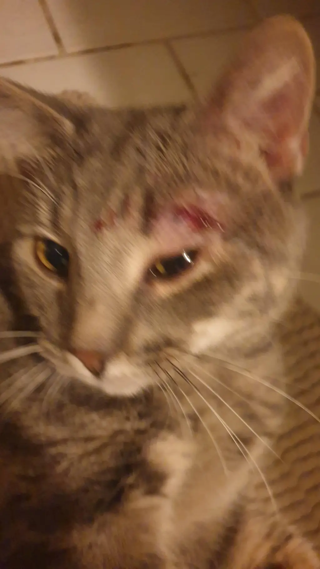 ai character: 《•》|Shoka|《•》 background