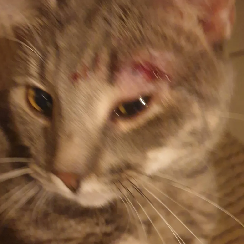 chat with ai character: 《•》|Shoka|《•》