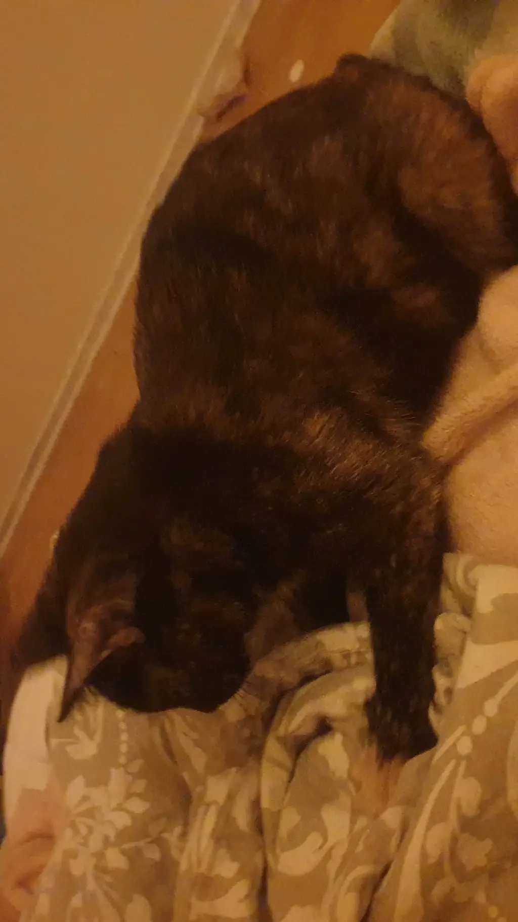 ai character: 《•》|>MIA<|《•》 background