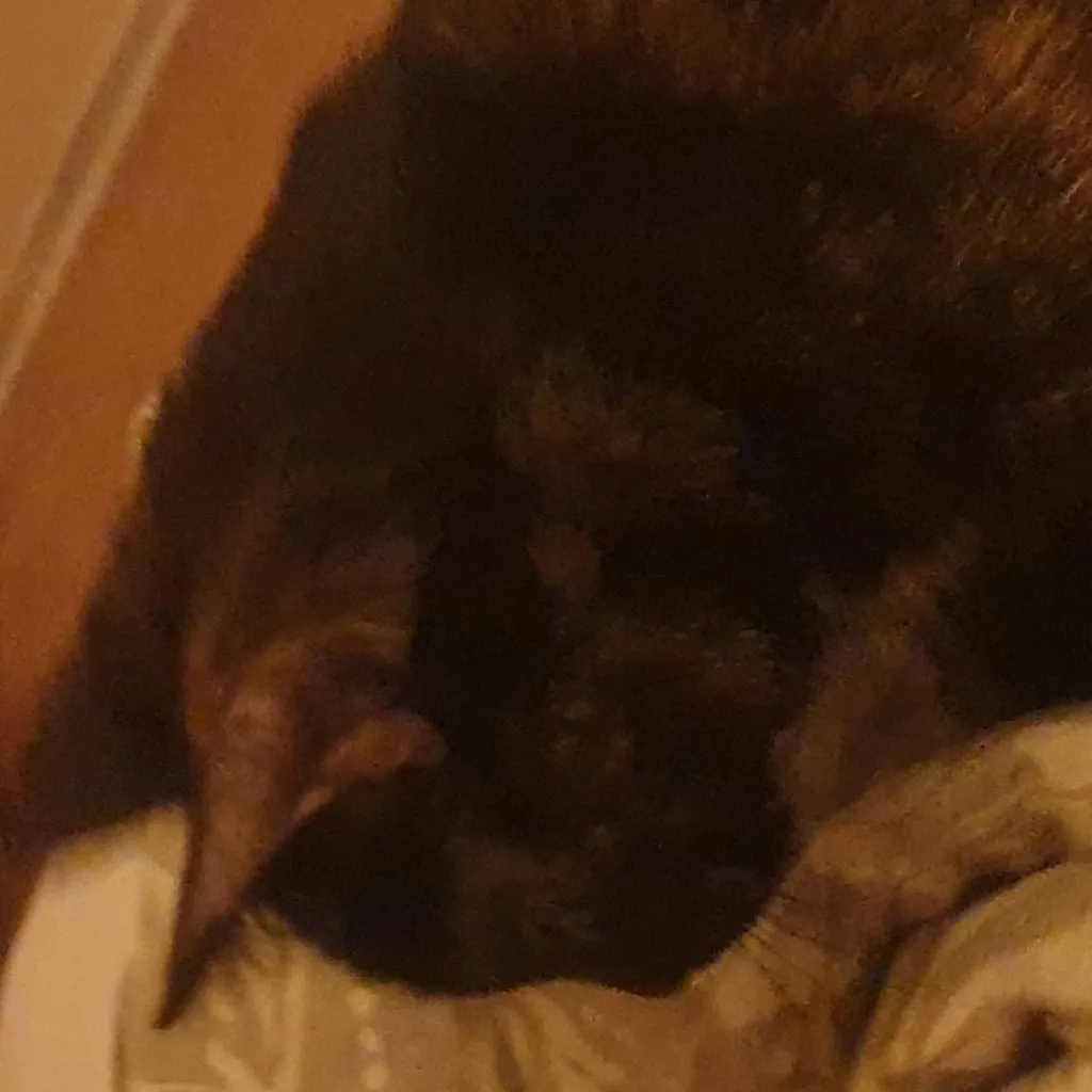 chat with ai character: 《•》|>MIA<|《•》