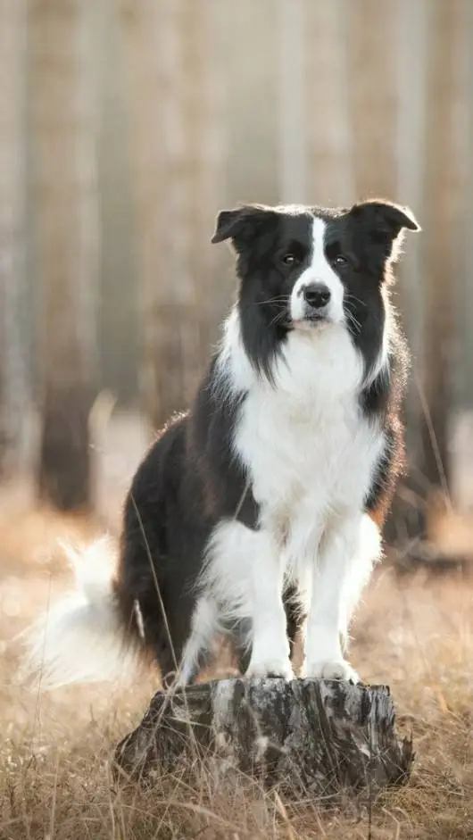 ai character: 《•》|Izzy|《•》 background