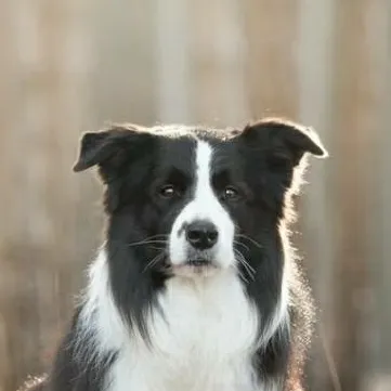 chat with ai character: 《•》|Izzy|《•》