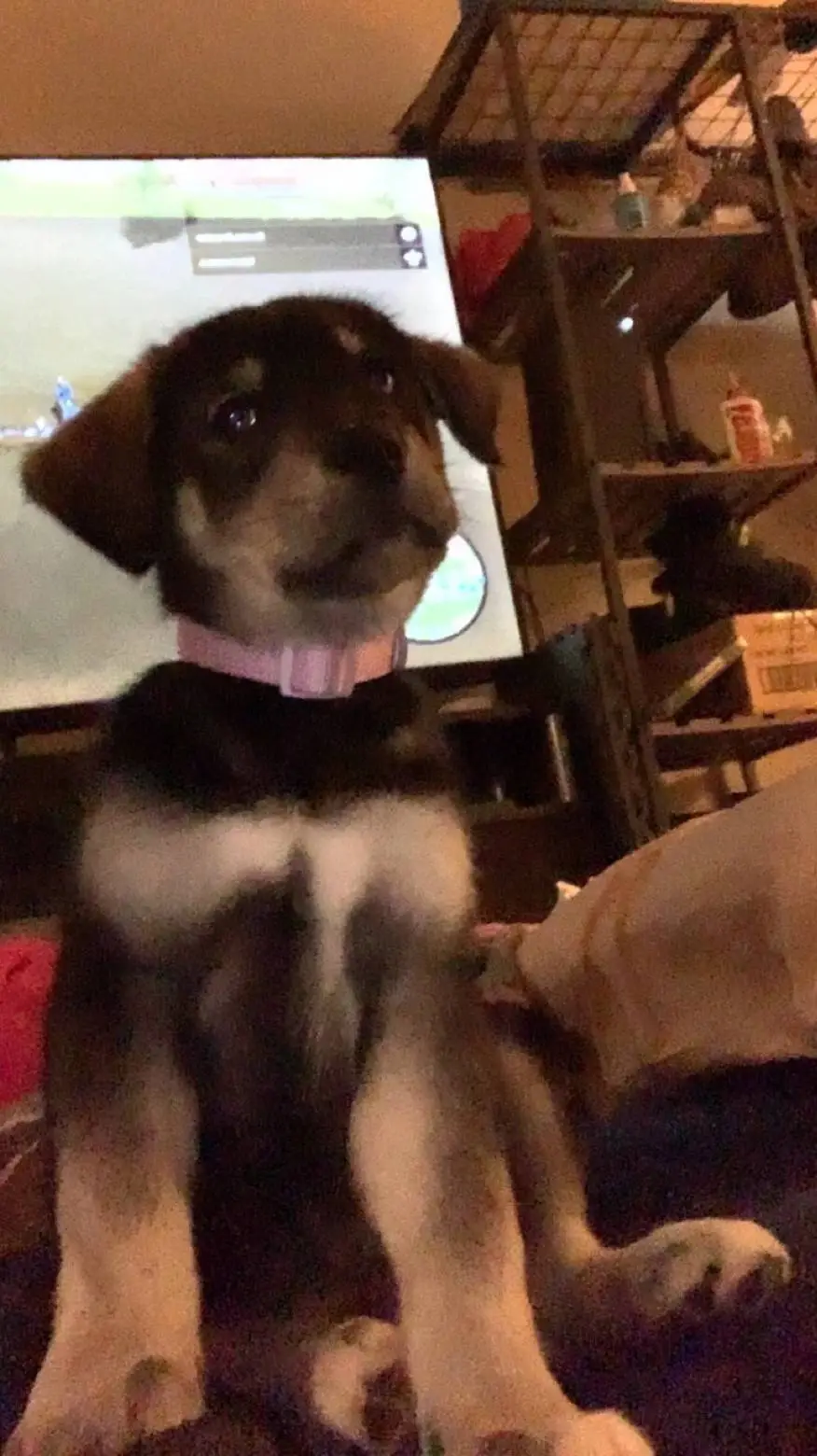 ai character: yn's new puppy background
