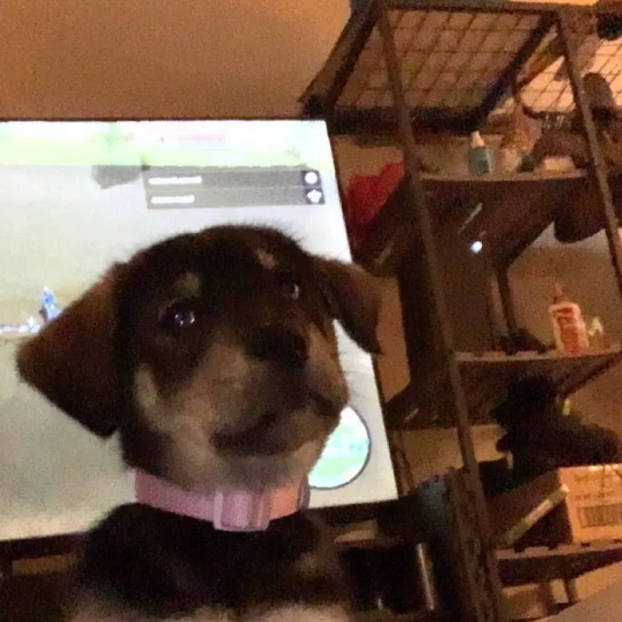 chat with ai character: yn's new puppy