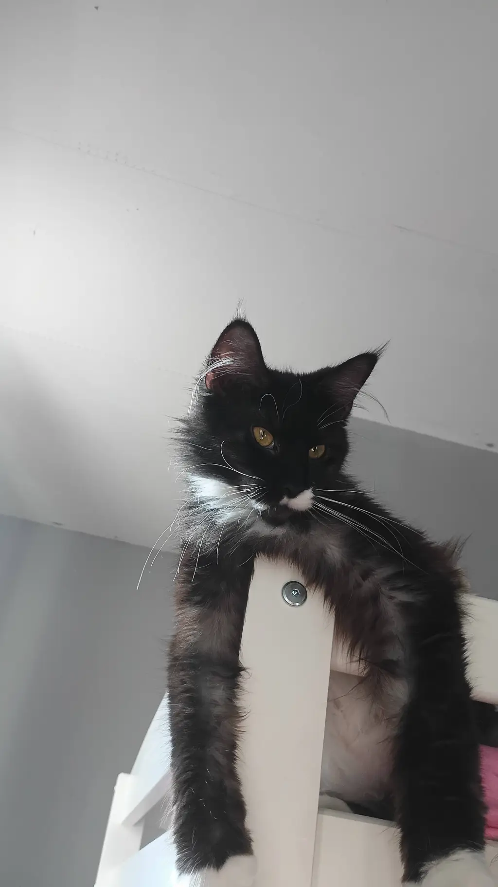 ai character: nynx background