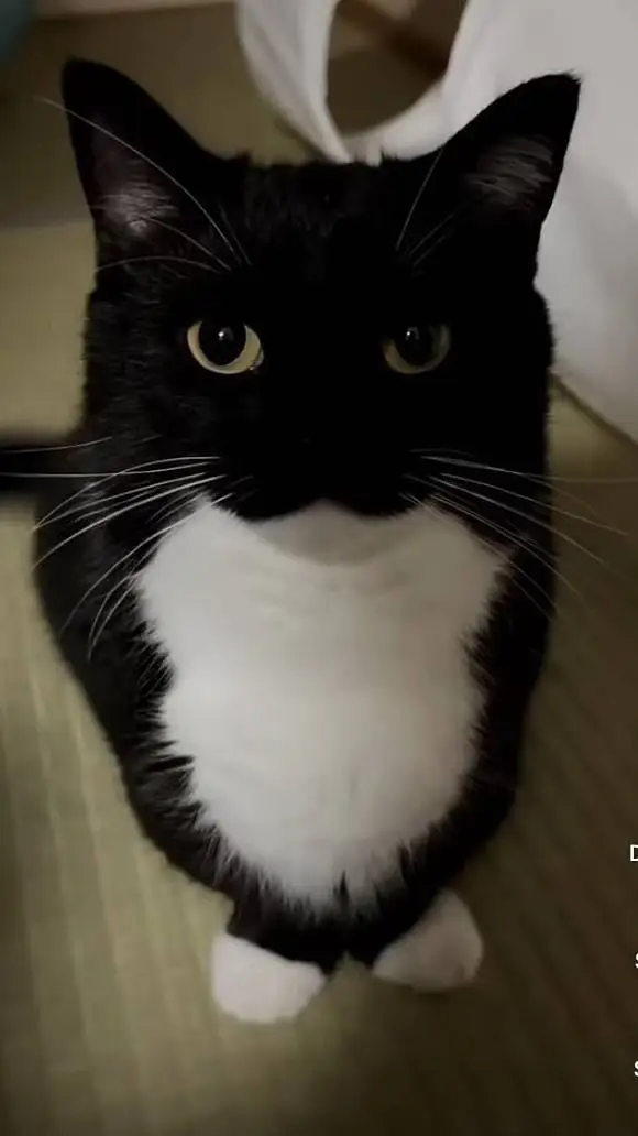 ai character: build a life!  background