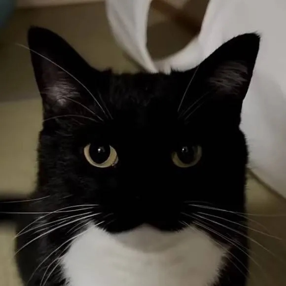 chat with ai character: build a life! 