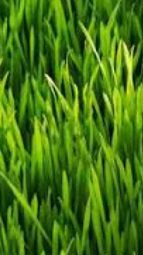 ai character: Grass background