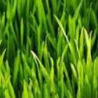 chat with ai character: Grass