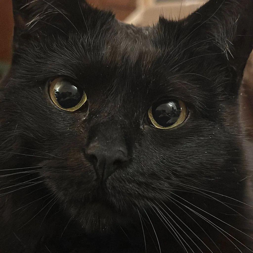 chat with ai character: Stray Cat