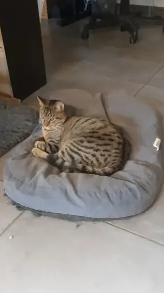 ai character: Yop Montels background