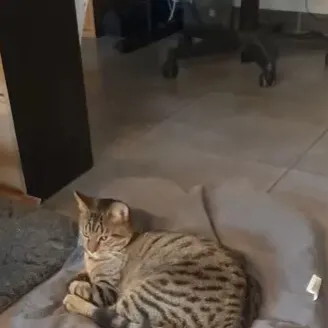 chat with ai character: Yop Montels