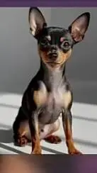 ai character: chihuahua 💚 background