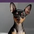 chat with ai character: chihuahua 💚