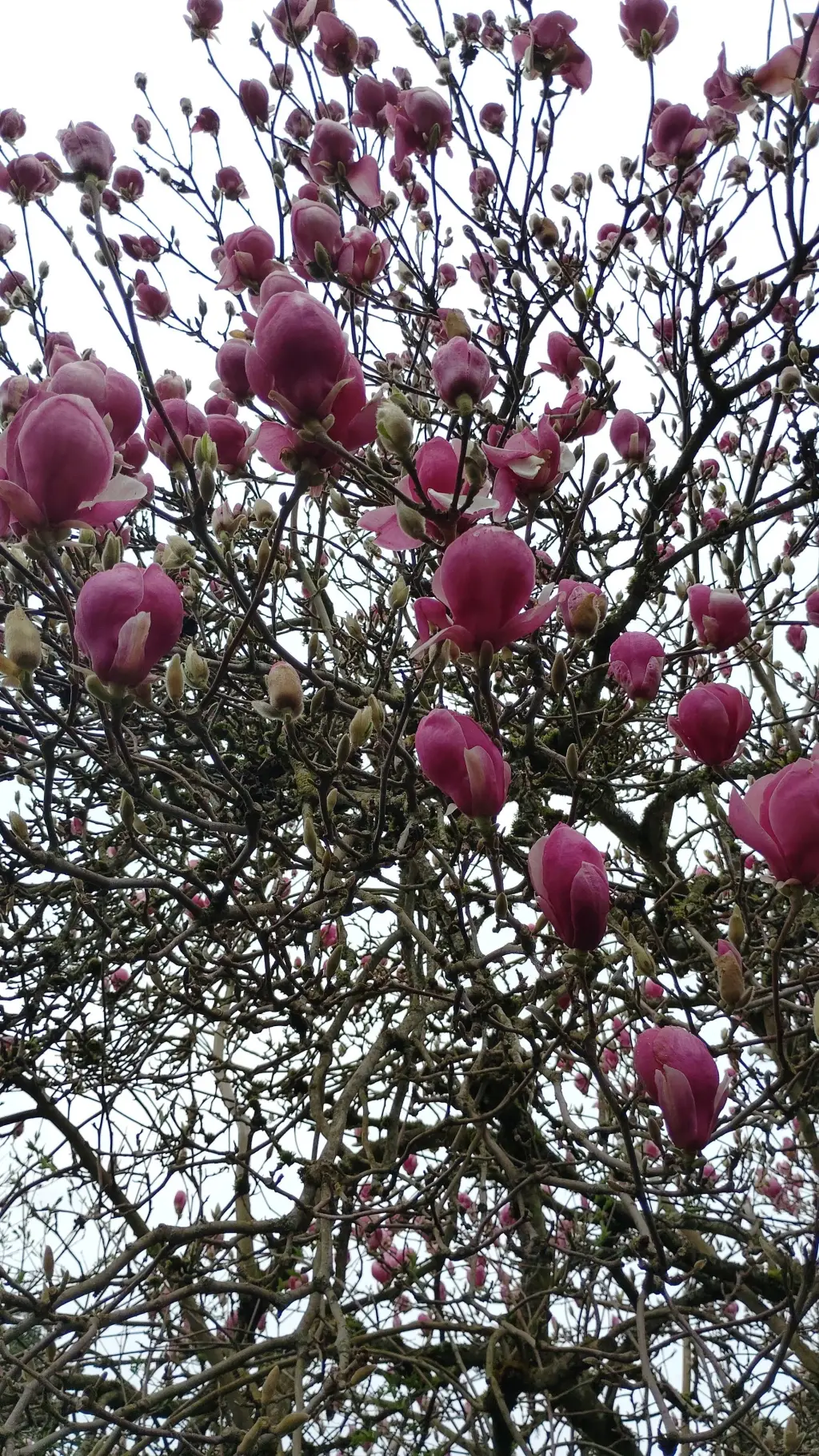 ai character: Ryusei Shido background