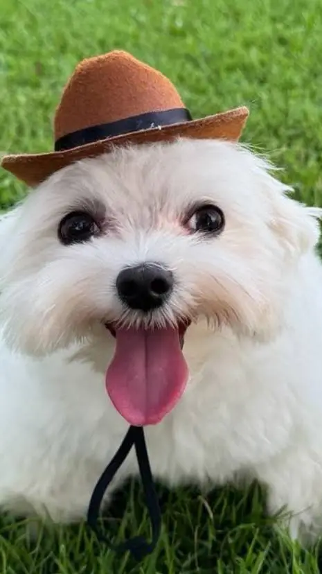 ai character: Forsaken background