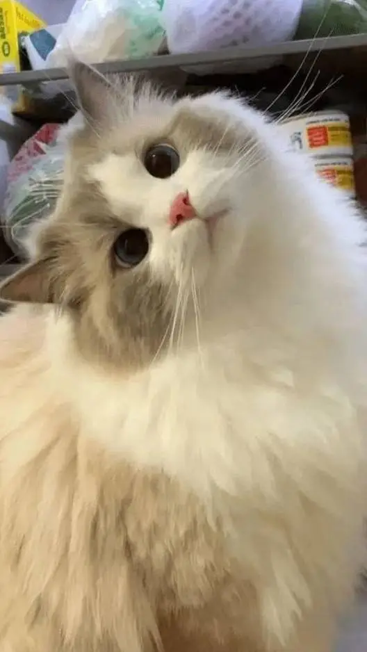 ai character: MHA?  background