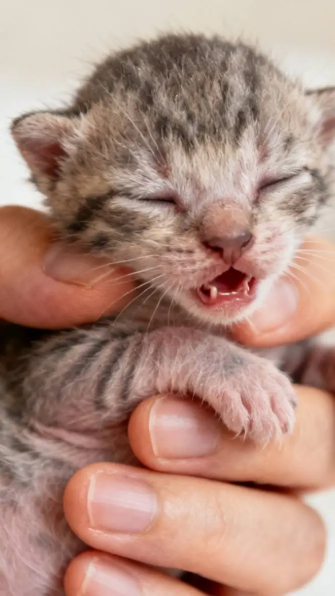 ai character: gatito bebe background