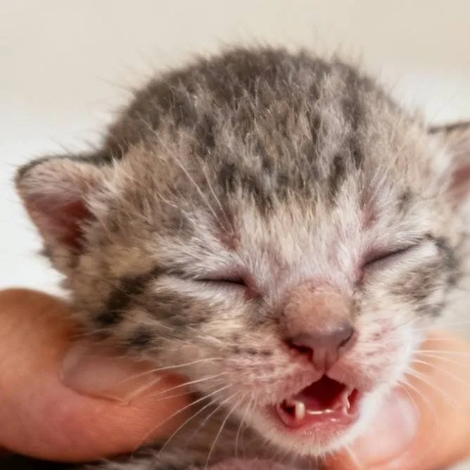 chat with ai character: gatito bebe