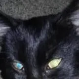 chat with ai character: The King of Cats 