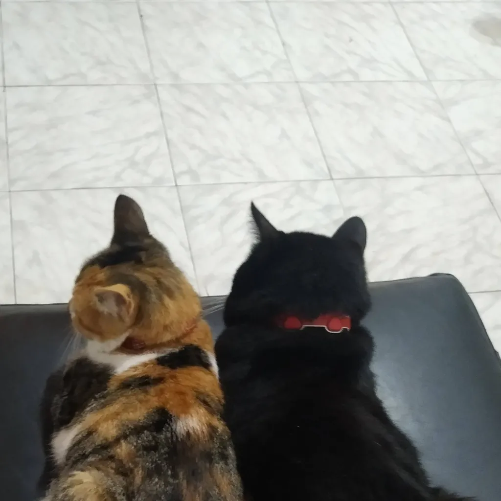 chat with ai character: gatos moro y muna