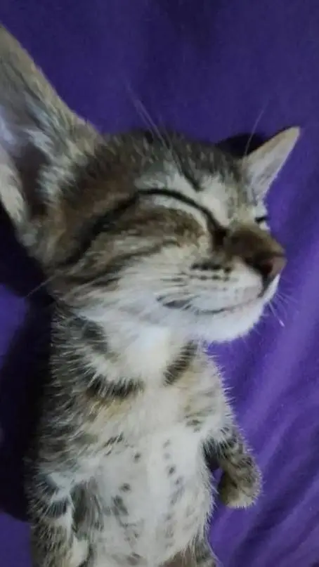 ai character: ay mi gatito:3  background