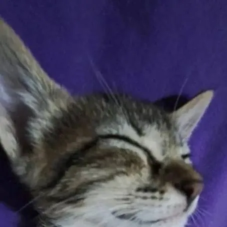 chat with ai character: ay mi gatito:3 