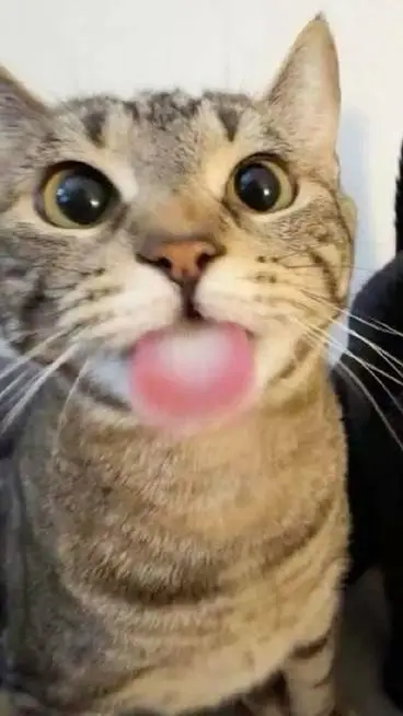 ai character: haroo background