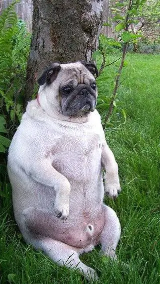 ai character: Pug gordo💛 background