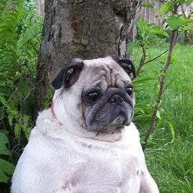 chat with ai character: Pug gordo💛