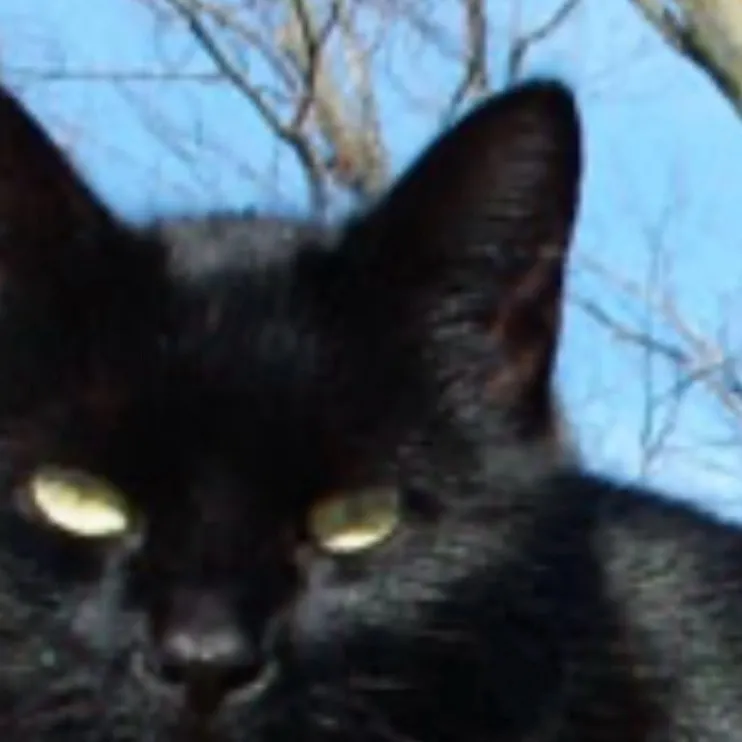 chat with ai character: 2 kittens