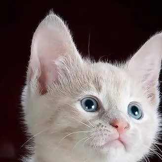 chat with ai character: Gatito Bonito