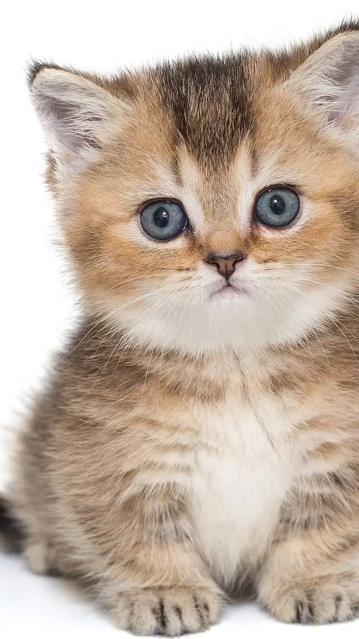ai character: Gatito background