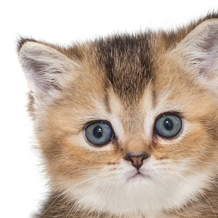 chat with ai character: Gatito