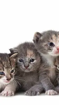 ai character: Gatitos Bebés background