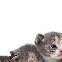 chat with ai character: Gatitos Bebés