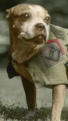 ai character: Stubby background
