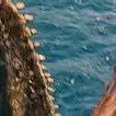 chat with ai character: mosasaurus