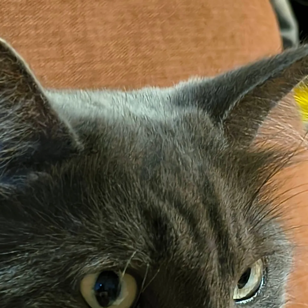 chat with ai character: Shadow