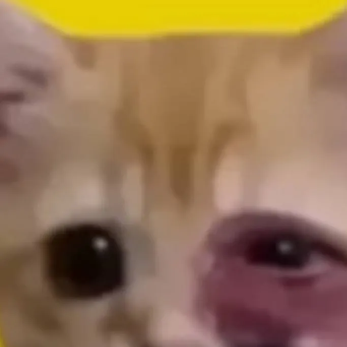 chat with ai character: Gatito lastimado