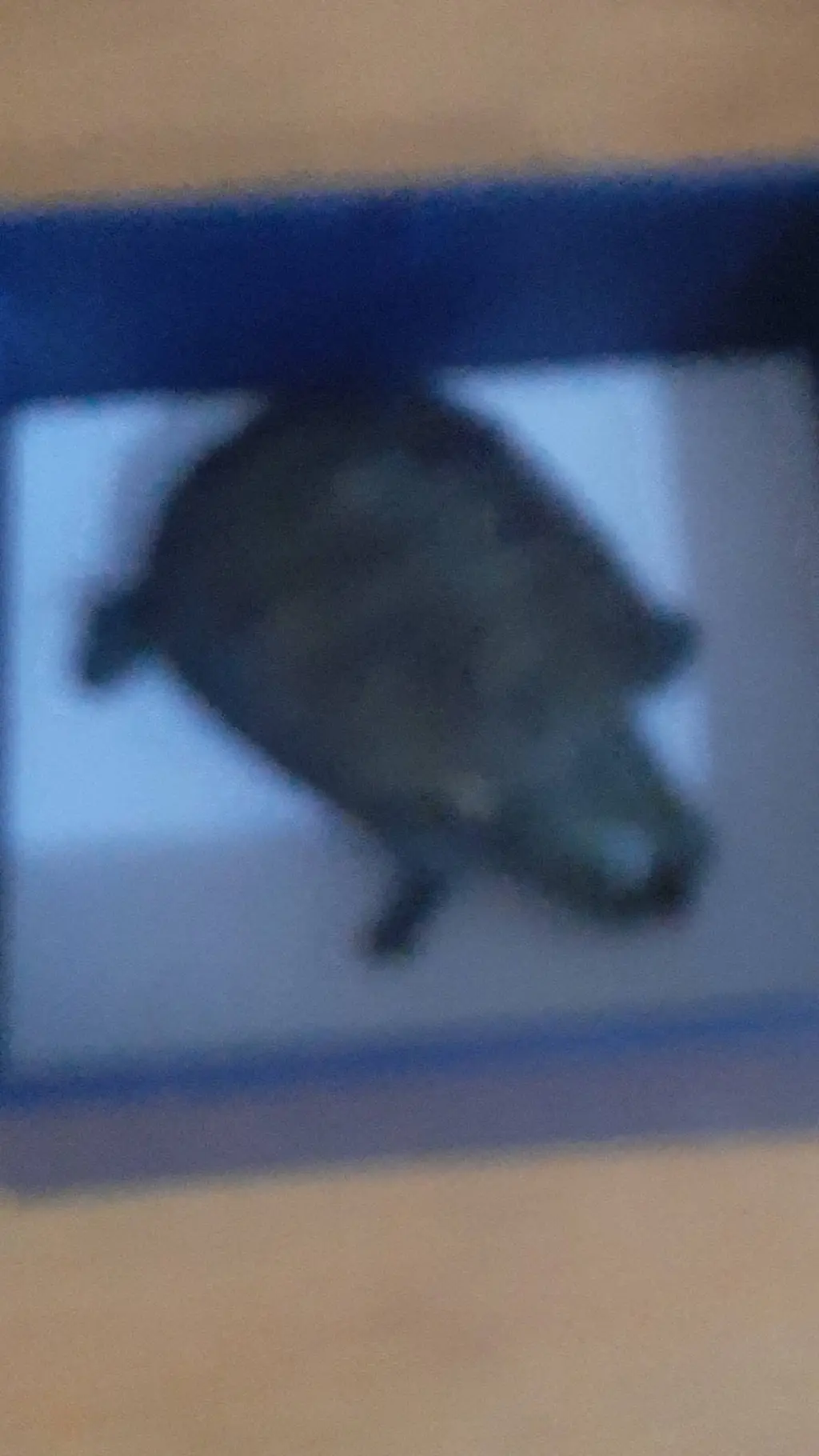 ai character: Susana 🕊🐢 background