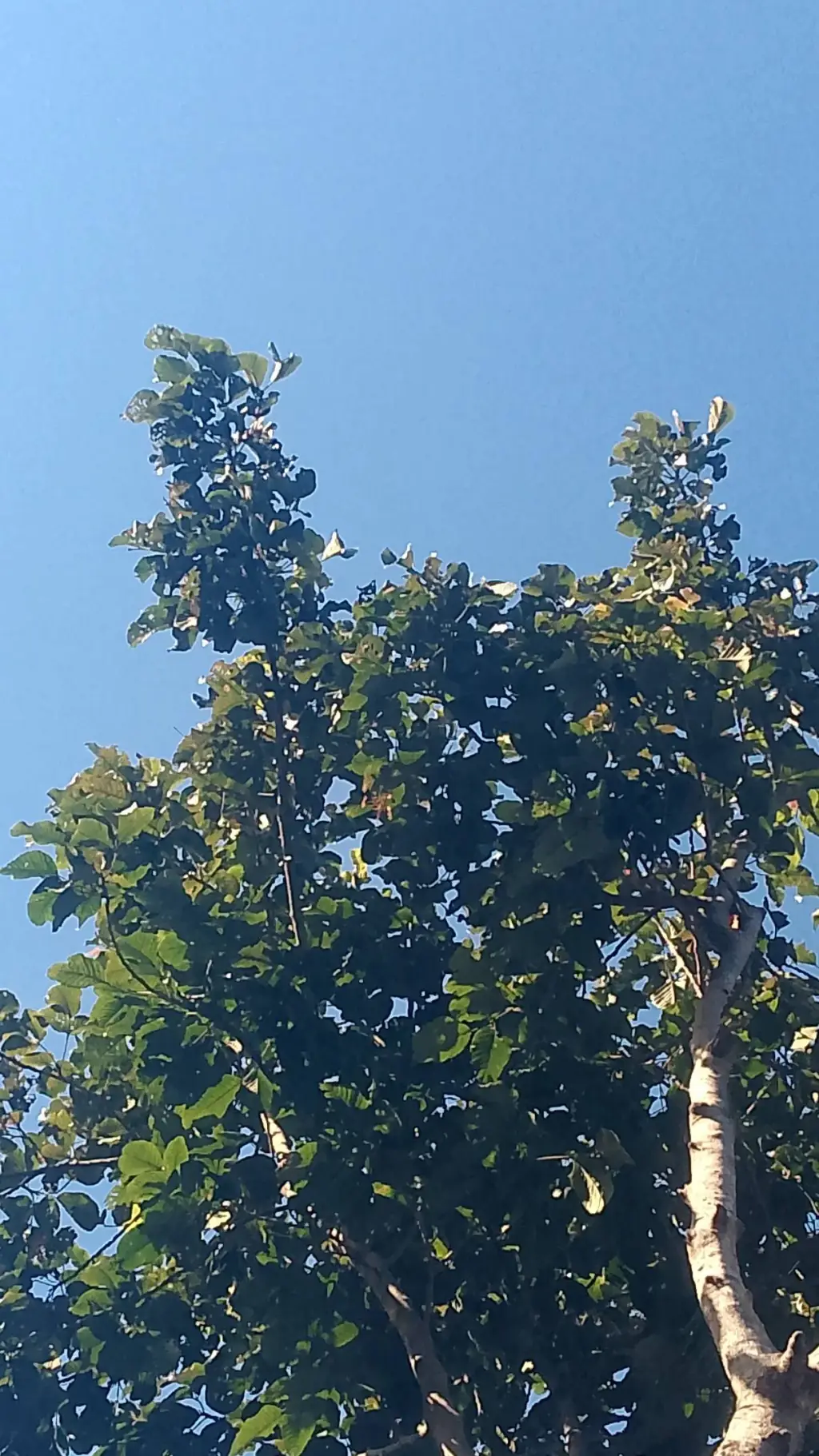 ai character: ANYTHING:) background