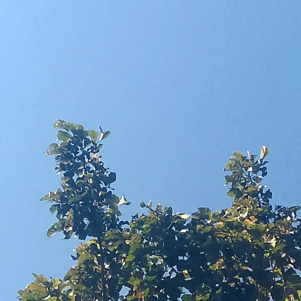 chat with ai character: ANYTHING:)